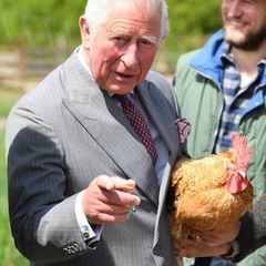 10. Mai 2019  Prinz Charles hat Freundschaft mit einem Huhn geschlossen.