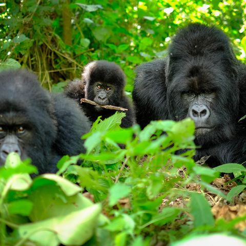 Gorillafamilie im Versteck