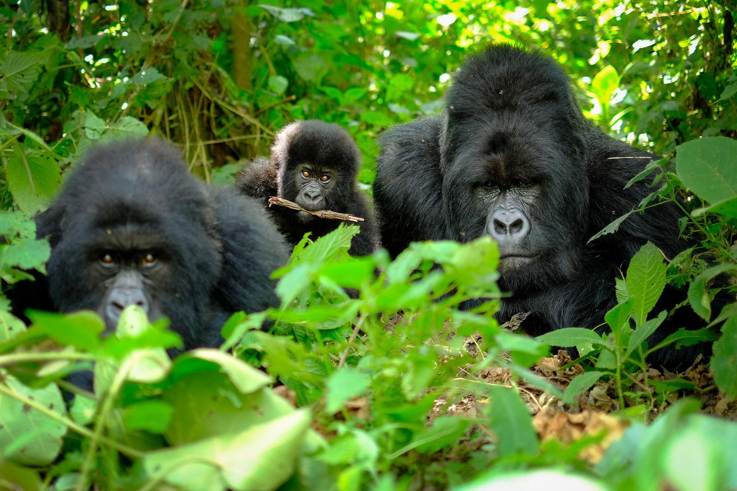 Gorillafamilie im Versteck