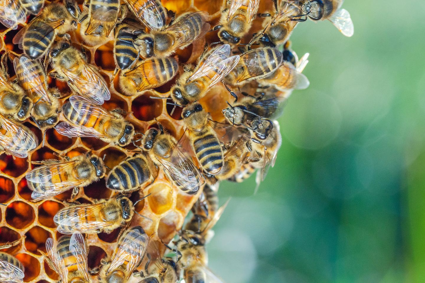 Bienenvölker haben in der Regel eine Population von 5.000 bis 40.000 Bienen