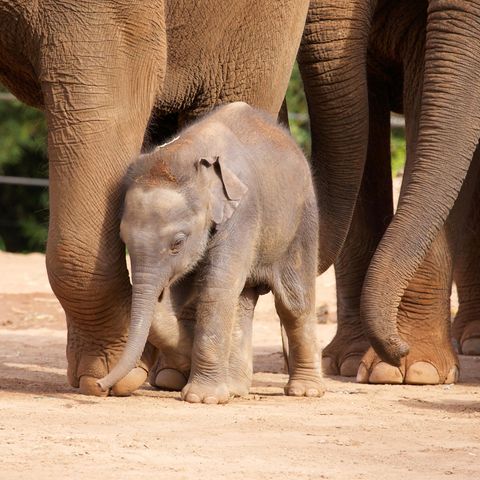 Elefanten-Baby Dumbo musste sterben (Symbolbild)