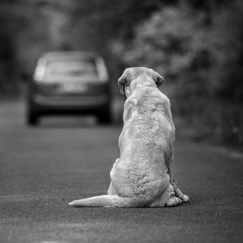 Hund wartet auf seinen verstorbenen Besitzer (Symbolbild)