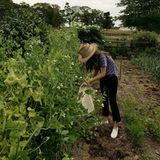 Lily Collins ist ganz in ihrem Element und entspannt sich beim Bohnen ernten im eigenen Garten. 