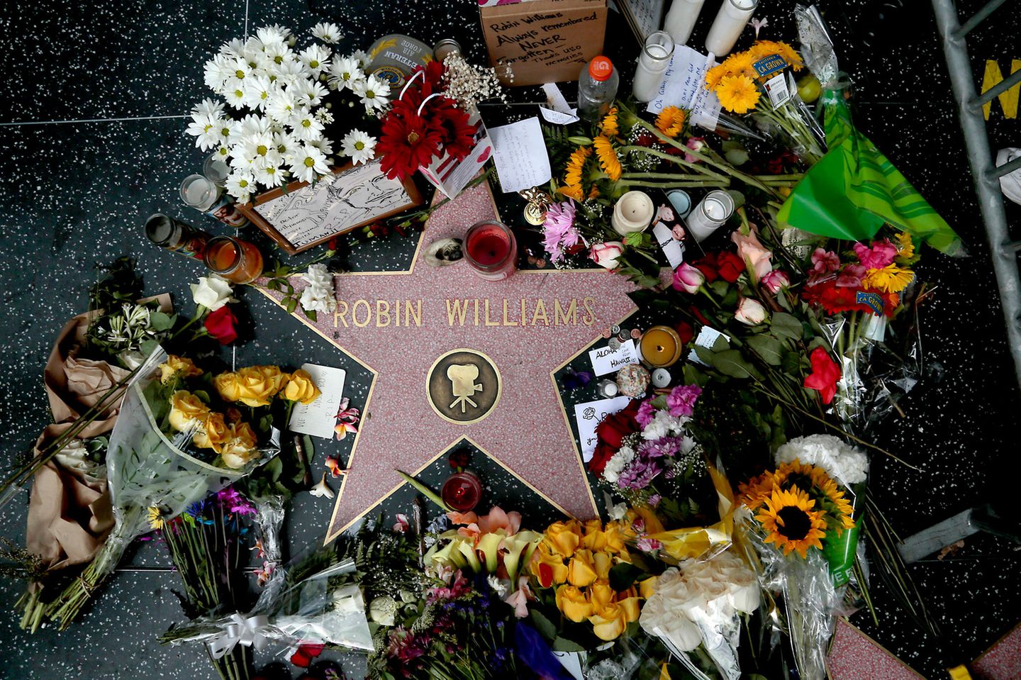 11. August 2019  Fünf Jahre ist es nun schon her, dass Hollywood einen seiner größten Schauspieler verlor. Robin Williams wurde am 11. August in seinem Haus im kalifornischen Paradise Cay tot aufgefunden, als Todesursache wird Suizid angegeben. Der Verlust wird auf der ganzen Welt beklagt, wie auch hier auf dem Walk of Fame in Hollywood. 