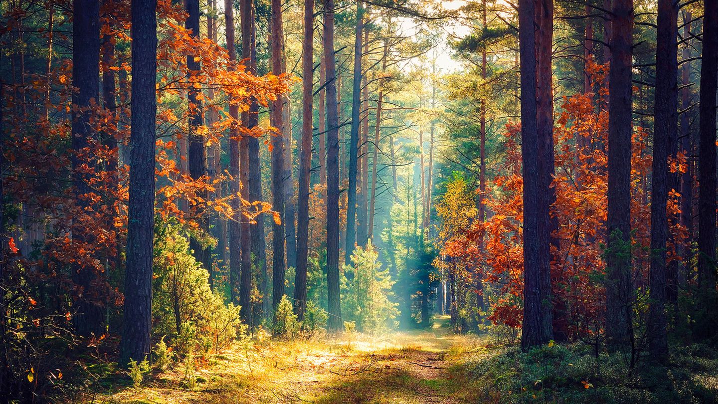 Baumhoroskop Welcher Baum bin ich? GALA.de