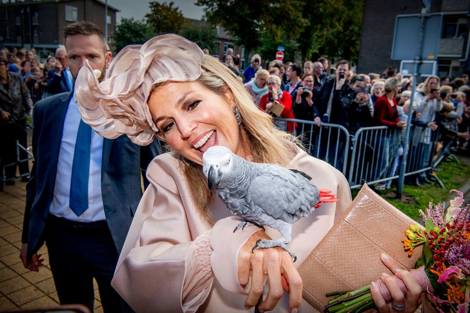 Königin Máxima hingegen schließt beim Besuch der Stadt Meppel Freundschaft mit diesem zutraulichen Graupapagei. Königin Máxima hingegen schließt beim Besuch der Stadt Meppel Freundschaft mit diesem zutraulichen Graupapagei.