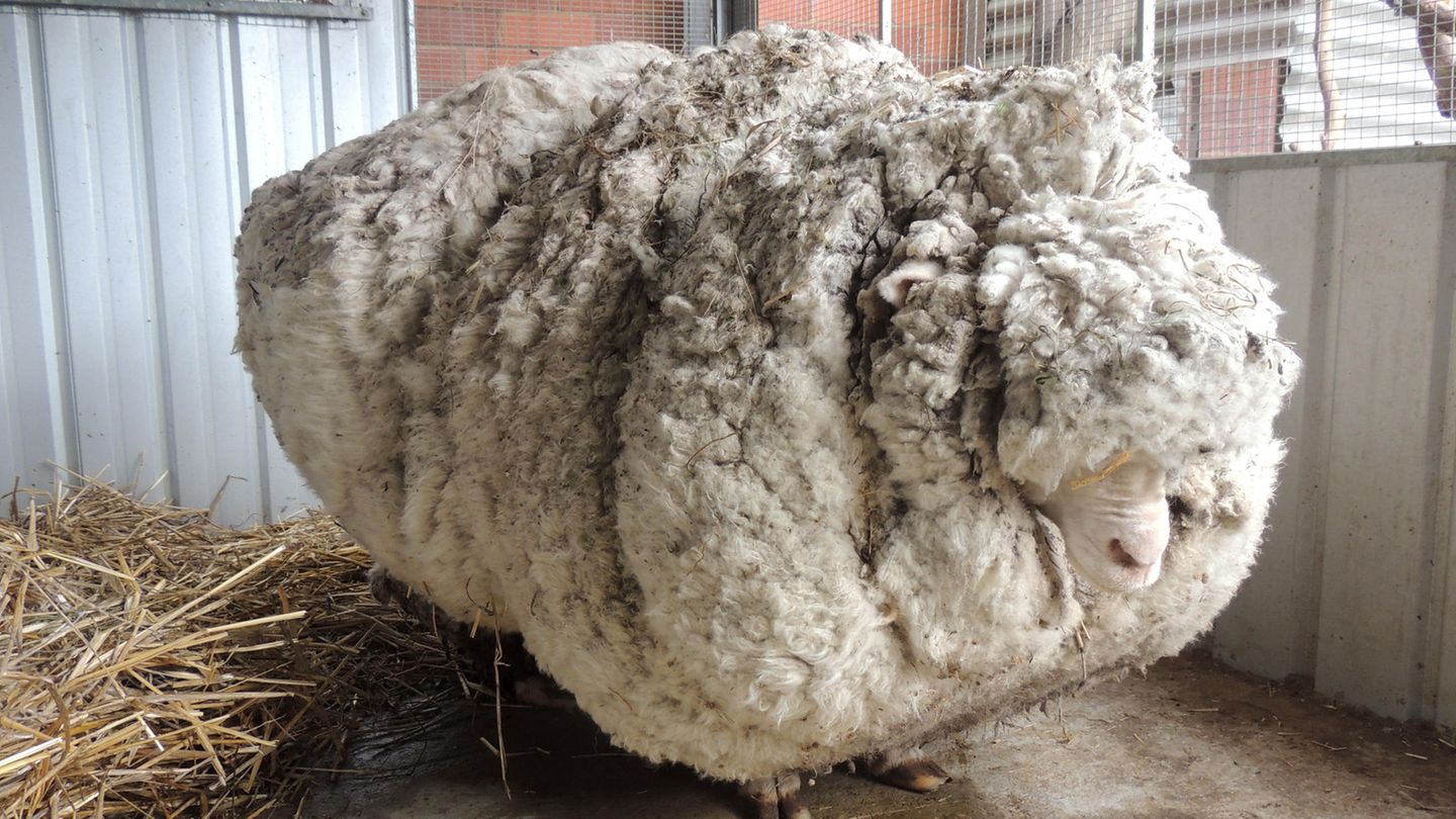 Merinoschaf Chris Der Weltrekordhalter Ist Gestorben Gala De