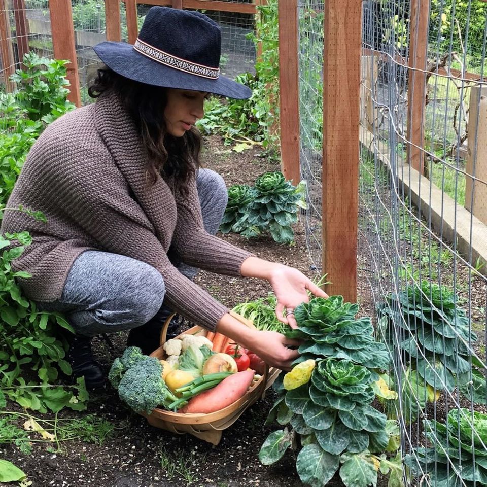 Stolz erntet Camila Alves ihr selbstangebautes Herbstgemüse aus dem heimischen Garten. Stolz erntet Camila Alves ihr selbstangebautes Herbstgemüse aus dem heimischen Garten.