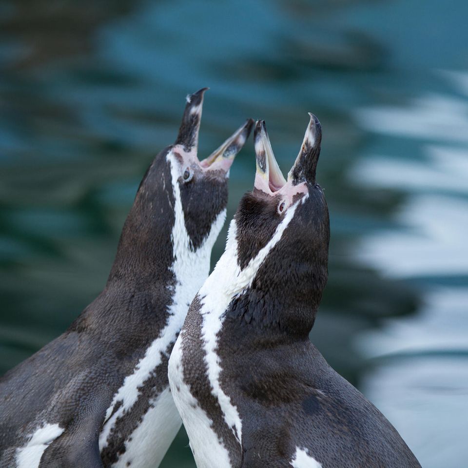 Pinguine bleiben bis an ihr Lebensende zusammen (Symbolbild)