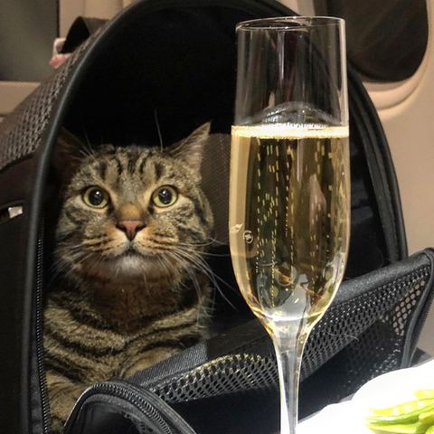 Viktor ist nur durch eine List ins Flugzeug gekommen