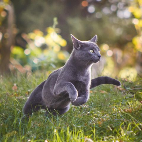 Katzen sollen künftig nicht mehr draußen frei laufen dürfen, so die Forderung niederländischer Juristen
