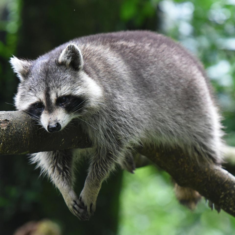 Symbolbild Waschbär