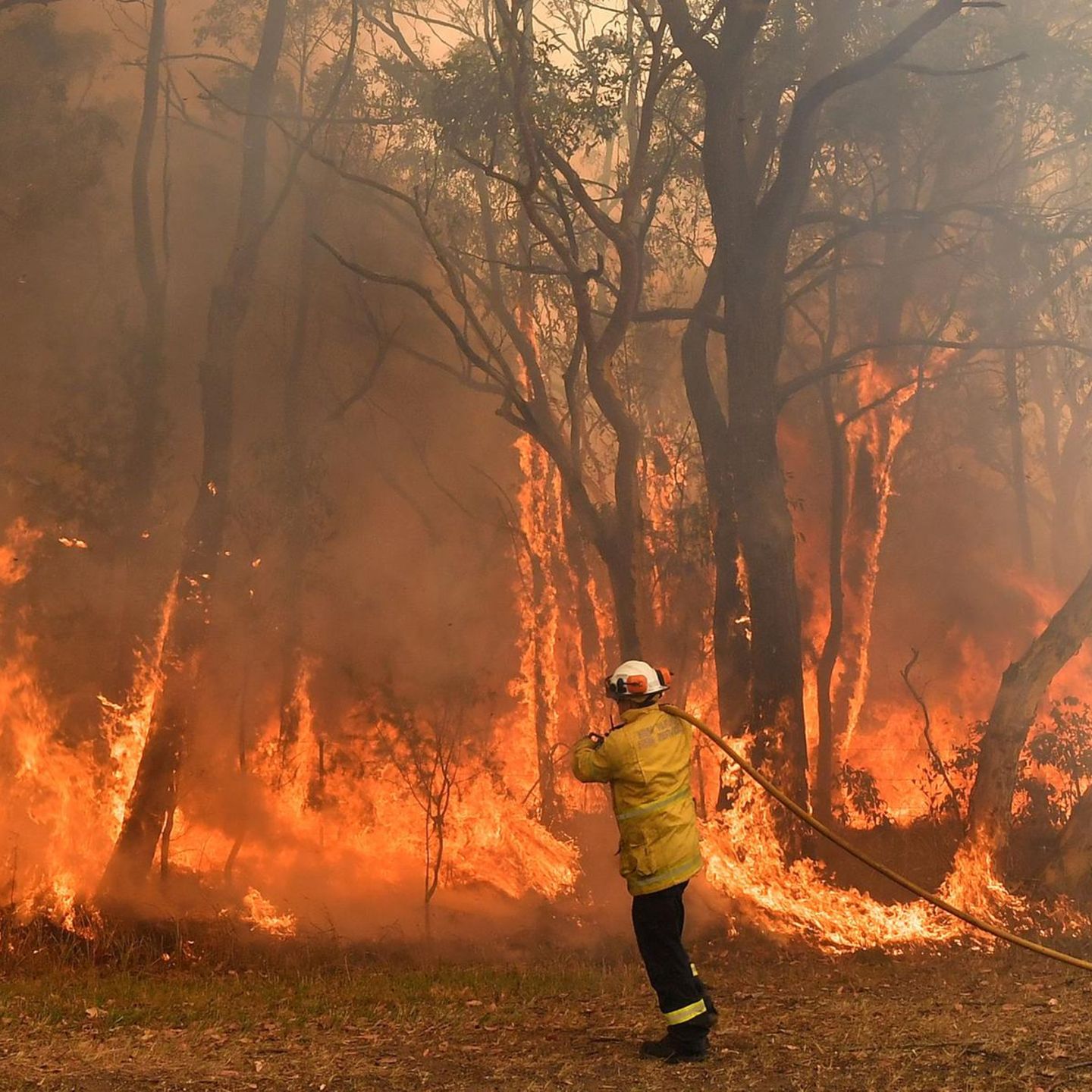 Buschfeuer In Australien 12 Jahriger Rettet Sich Und Hund Per Auto Gala De