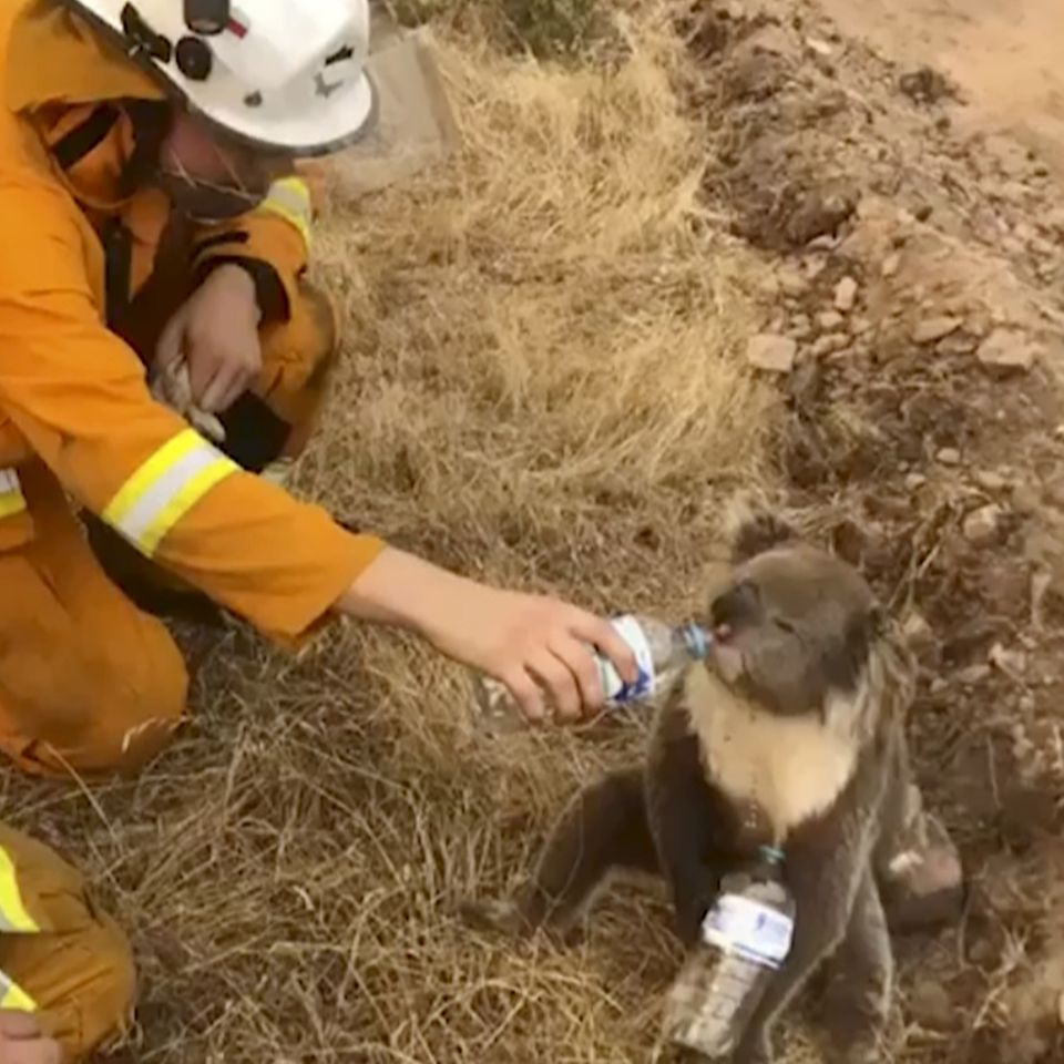 Ein Feuerwehrmann rettet einem Koala das Leben