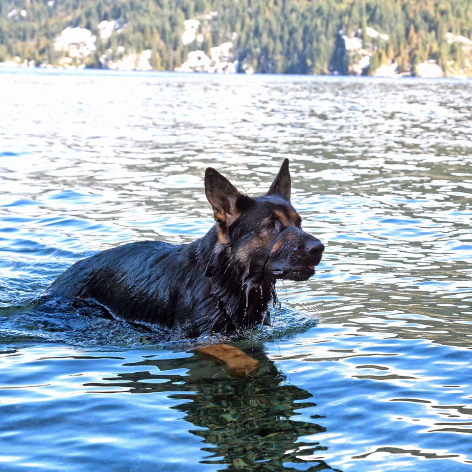 Schäferhund schwimmt im See (Symbolbild)