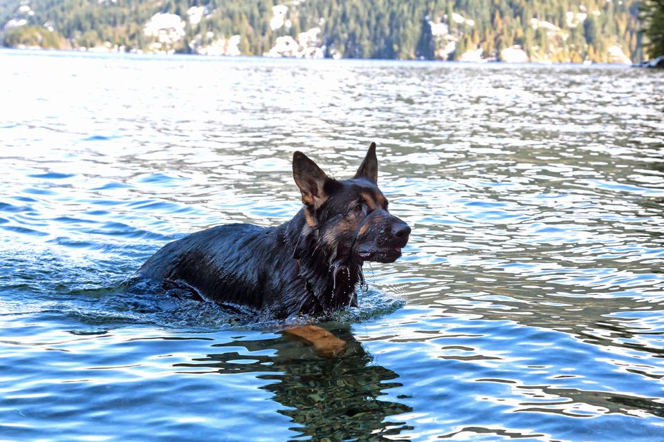 Schäferhund schwimmt im See (Symbolbild)
