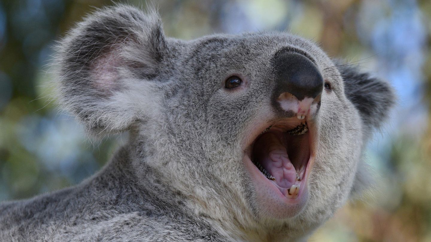 Клыки коалы