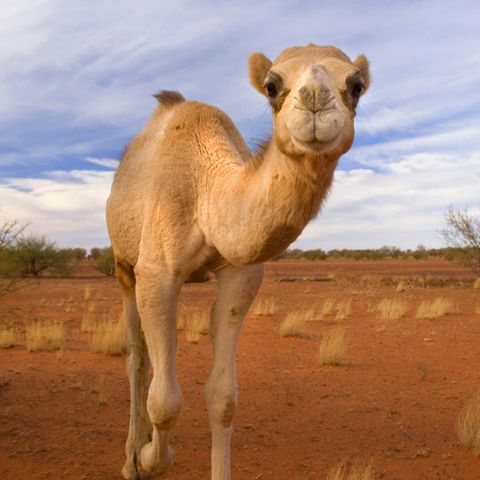 Kamele gelten in Australien als Plage
