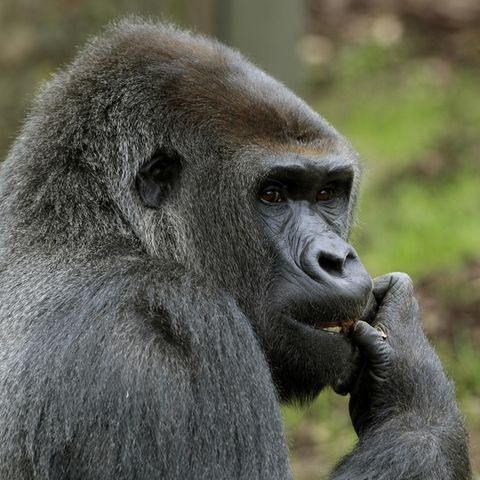 Beim Brand im Krefelder Zoo starben über 30 Tiere (Symbolbild)