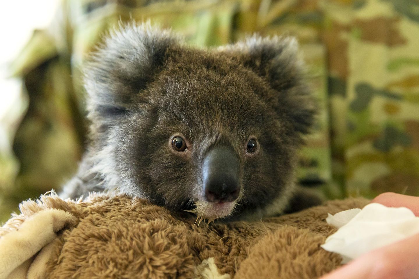 Koalas könnten schon bald als bedrohte Art eingestuft werden