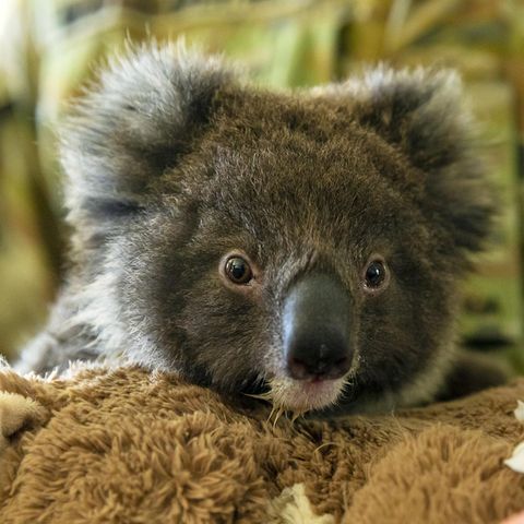 Koalas könnten schon bald als bedrohte Art eingestuft werden