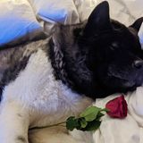 "Es geht um Liebe", betont Schauspieler Henry Cavill in seinem Instagram-Post. Dass man nicht unbedingt in einer Liebesbeziehung sein muss, um den heutigen Tag zu genießen, belegt er mit dieser süßen Aufnahme von Hund Kal, der zum Ehrentag eine rote Rose bekommt. 