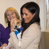 Meghan hat zwei Hunde: einen Beagle namens Guy und einen Labrador namens Oz. In ihrer Rolle als Herzogin hat sie im Januar 2019 die Schirmherrschaft für die Tierschutz-Charity "Mayhew" in London übernommen. Die Aufnahme zeigt sie bei einem Besuch von "Mayhew" mit Jack-Russell-Terrier-Dame Minnie.