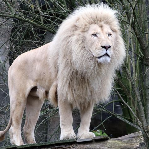 Der weiße Löwe ist eine seltene Farbmutation des Löwen.