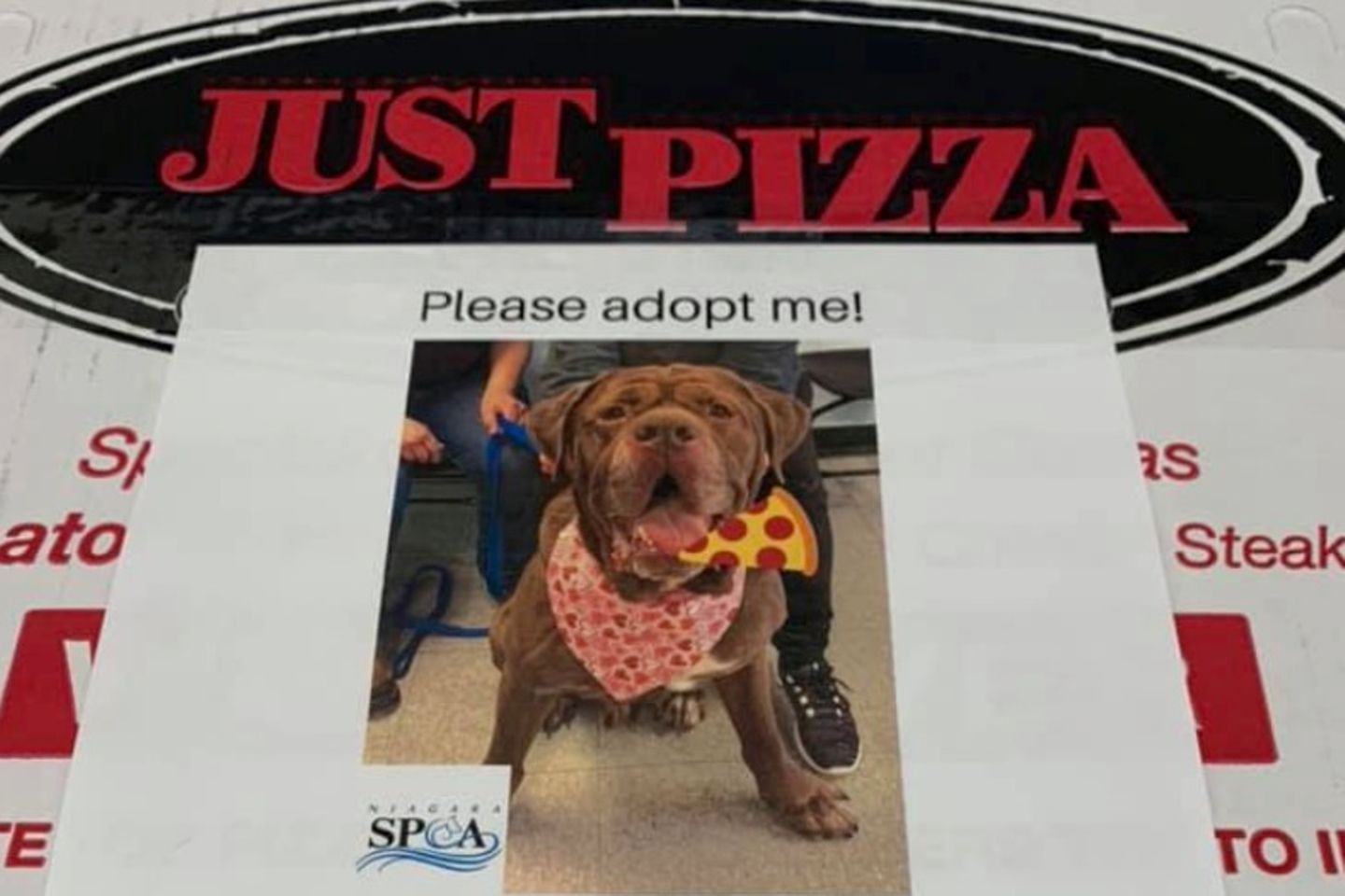 Adoption im Pizzakarton: Für den guten Zweck: Pizzeria liefert Kartons mit Tierbildern