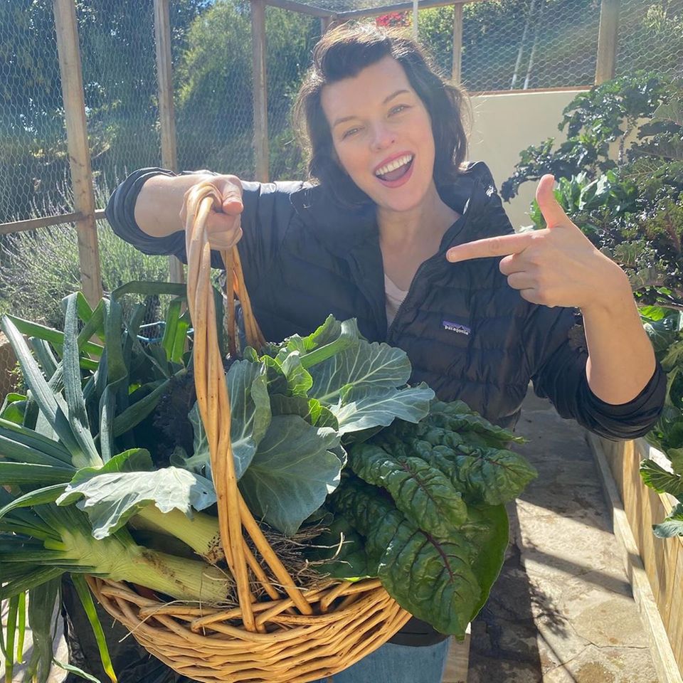 Milla Jovovich schreibt auf Instagram, dass es sich für sie so anfühlt, als ob sie schon 60 oder 70 Tage in selbstgewählter Quarantäne ist, obwohl es nur sechs oder sieben Tage sind. Sie macht einen Familienausflug in ihren Garten, alle ernten frisches Gemüse und die Kinder können sich austoben. Milla Jovovich schreibt auf Instagram, dass es sich für sie so anfühlt, als ob sie schon 60 oder 70 Tage in selbstgewählter Quarantäne ist, obwohl es nur sechs oder sieben Tage sind. Sie macht einen Familienausflug in ihren Garten, alle ernten frisches Gemüse und die Kinder können sich austoben.