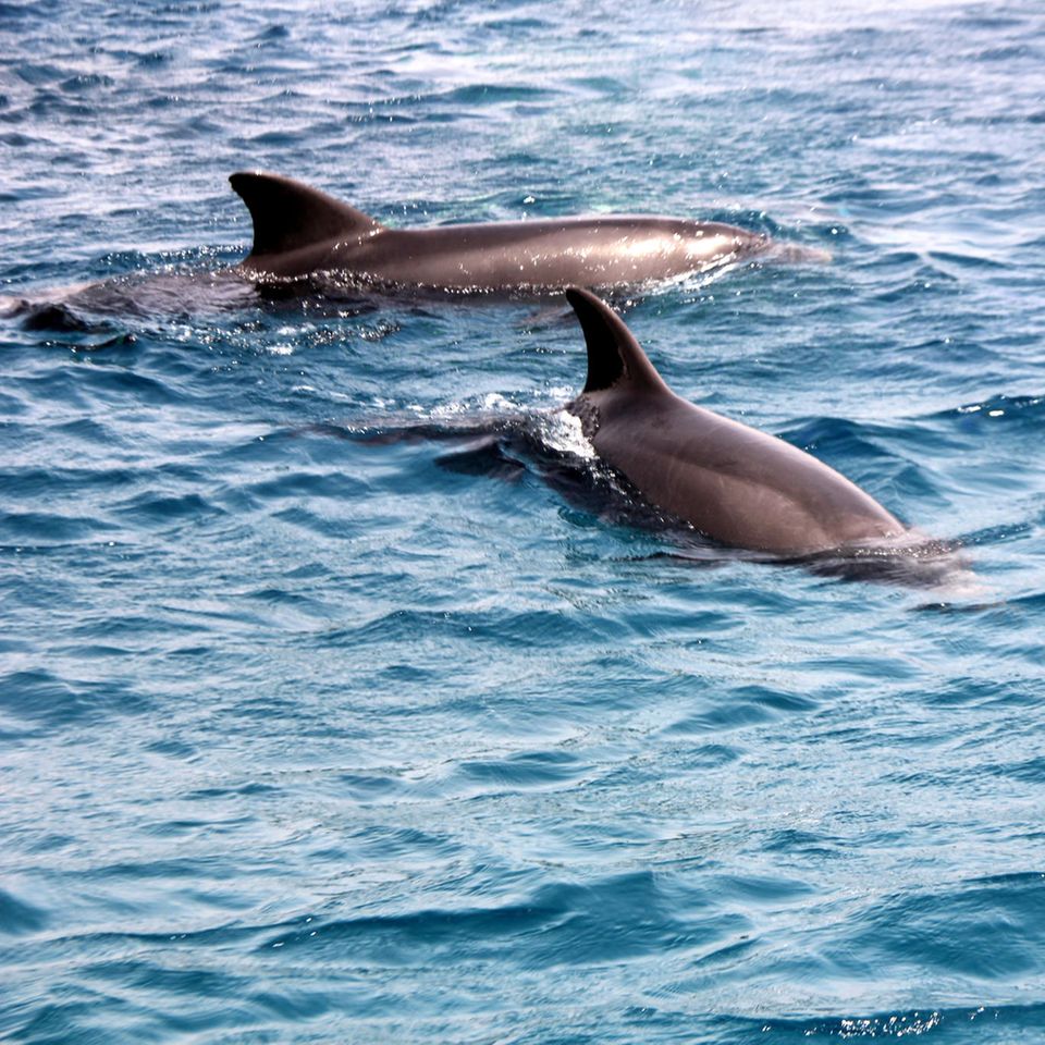 Delfine waren schon lange nicht mehr vor Sardiniens Küste zu sehen. (Symbolbild)