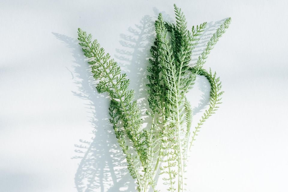 Food-Trend: Wildkräuter: Schafgarbe Wildkräuter: Schafgarbe