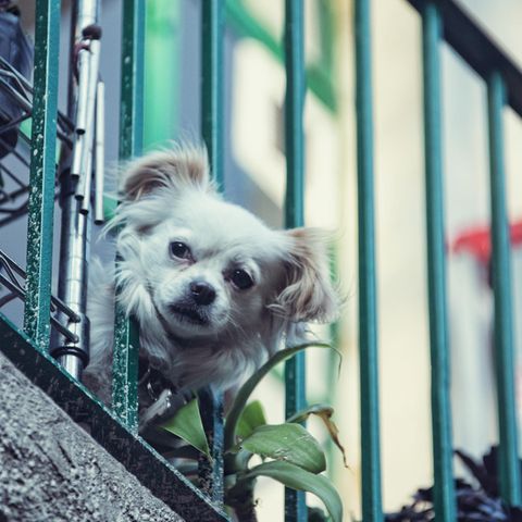 In Belgrad seilte eine Frau ihren Hund vom Balkon ab. (Symbolbild)