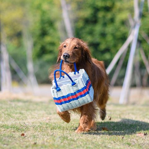 Clevere Idee: Um das Ansteckungsrisiko während der Coronakrise zu verringern, können Hunde die Einkäufe zu Risikopatienten transportieren. (Symbolbild)