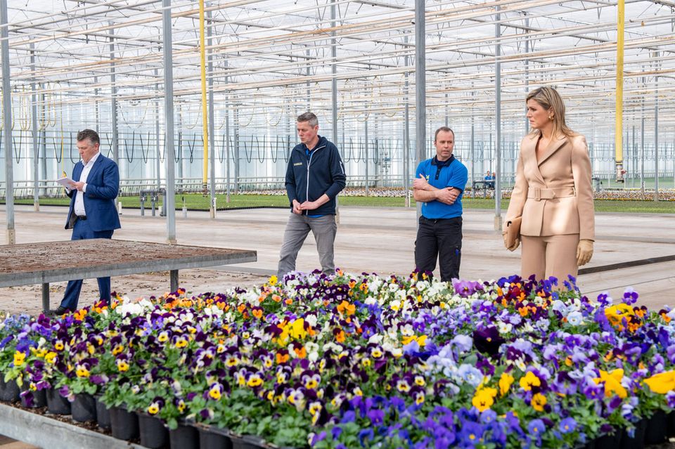 27. März 2020 Königin Máxima weiß, dass den niederländischen Gartenbaubetrieben schwere Zeiten bevorstehen. Normalerweise exportieren die Niederlande jährlich Blumen und Pflanzen im Wert von mehreren Milliarden Euro. Im Zuchtbetrieb Zuidbaak in Honselersdijk informiert sie sich über die bereits spürbaren und zu erwartenden Auswirkungen der Coronakrise auf die Blumenindustrie. 27. März 2020 Königin Máxima weiß, dass den niederländischen Gartenbaubetrieben schwere Zeiten bevorstehen. Normalerweise exportieren die Niederlande jährlich Blumen und Pflanzen im Wert von mehreren Milliarden Euro. Im Zuchtbetrieb Zuidbaak in Honselersdijk informiert sie sich über die bereits spürbaren und zu erwartenden Auswirkungen der Coronakrise auf die Blumenindustrie.