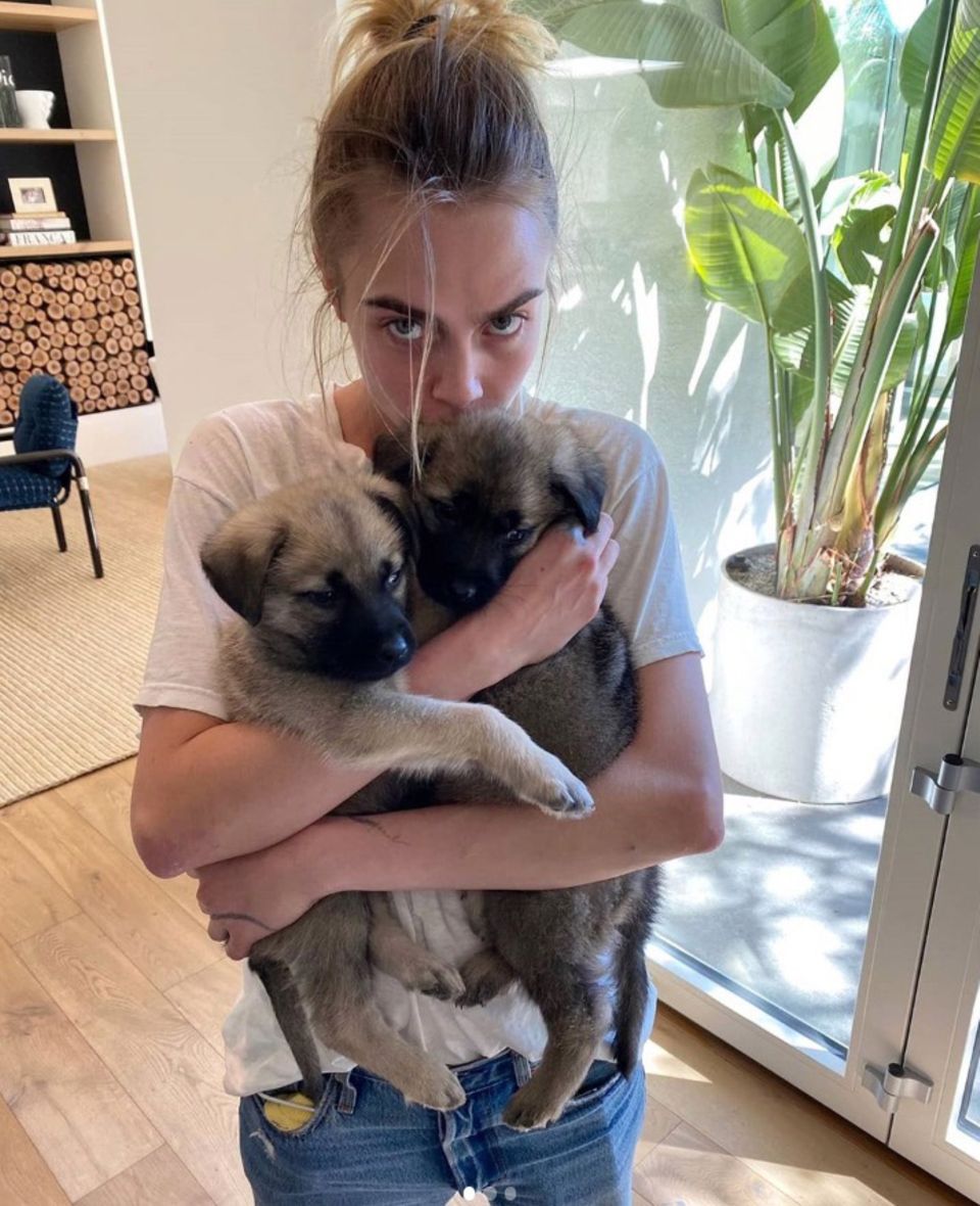 Im Hause von Supermodel Cara Delevingne gibt es niedlichen Nachwuchs, und das gleich doppelt. Zum Glück hat die Hunde-Mama jetzt viel Zeit, sich um Bowie und Hendrix zu kümmern. Im Hause von Supermodel Cara Delevingne gibt es niedlichen Nachwuchs, und das gleich doppelt. Zum Glück hat die Hunde-Mama jetzt viel Zeit, sich um Bowie und Hendrix zu kümmern.