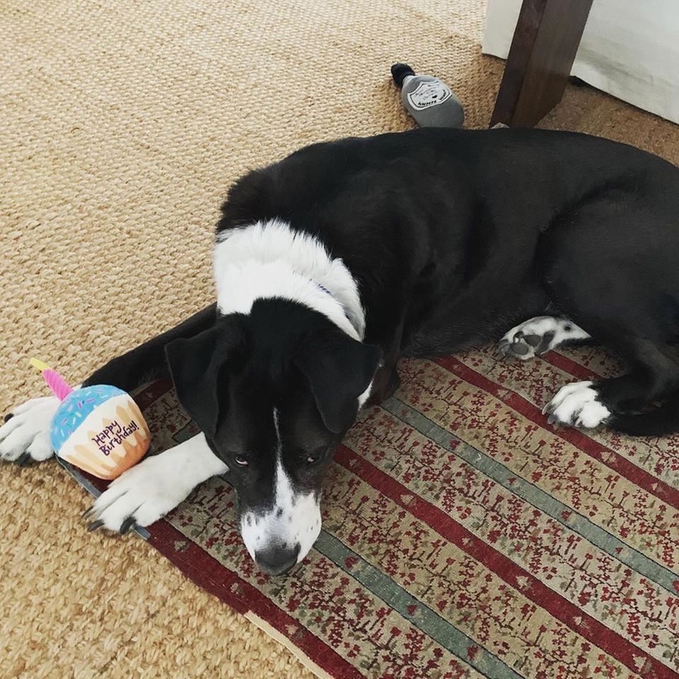Einen einsamen Geburtstag feiert Michael J. Foxs Hund Gus. Auf Instagram entschuldigt sich der "Zurück in die Zukunft" Schauspieler dafür, dass niemand zur Party gekommen ist. Seine Tochter Schuyler fotografiert den traurigen Vierbeiner mit seiner Stoff-Geburtstagstorte.