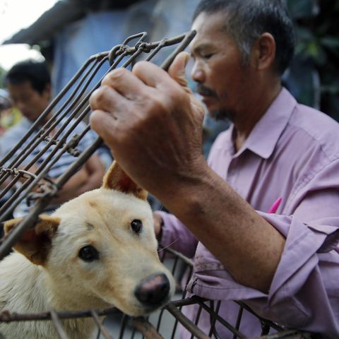 Hundefleisch darf in Shenzhen bald nicht mehr verspeist werden (Symbolbild)
