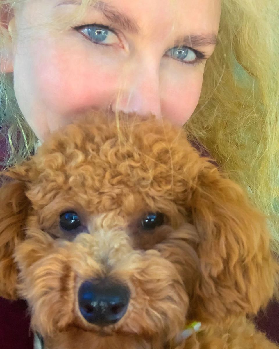 Dieser kleine Pudel hat zwei Knopfaugen, die süßer nicht sein könnten. Nicole Kidman liebt das kleine Wesen ohne Ende und schreibt auf Instagram: "Er mag das jüngste Mitglied unserer Familie sein, aber er ist ein weise alte Seele". Dieser kleine Pudel hat zwei Knopfaugen, die süßer nicht sein könnten. Nicole Kidman liebt das kleine Wesen ohne Ende und schreibt auf Instagram: "Er mag das jüngste Mitglied unserer Familie sein, aber er ist ein weise alte Seele".