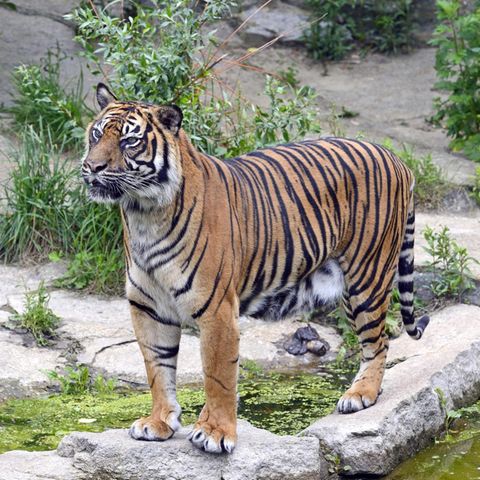 Die Reaktion Dieses Tigers Auf Den Babybauch Einer Frau Ist Unglaublich Gala De