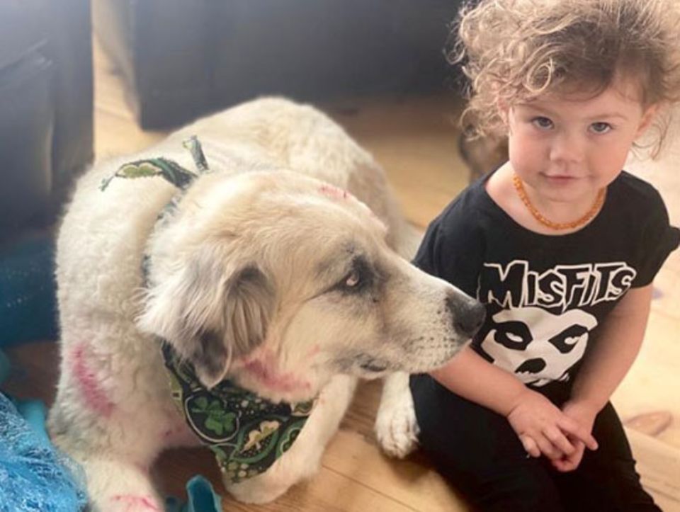 Jeffrey Dean Morgans kleine Tochter George hat Hund Bandit ein kleines Makeover verpasst. Schick! Jeffrey Dean Morgans kleine Tochter George hat Hund Bandit ein kleines Makeover verpasst. Schick!