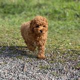 2. Mai 2020  Via Instagram verkünden Prinzessin Victoria und Prinz Daniel die frohe Botschaft: Hund Rio ist auf Schloss Haga eingezogen!