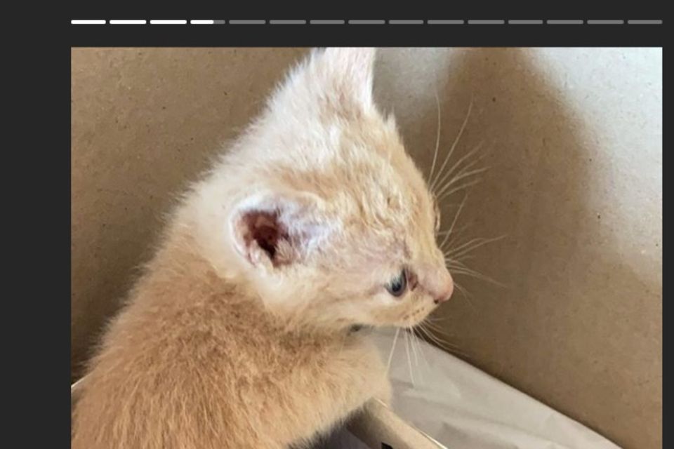 Danni Büchner: So sieht das Katzenbaby der Büchners aus So sieht das Katzenbaby der Büchners aus