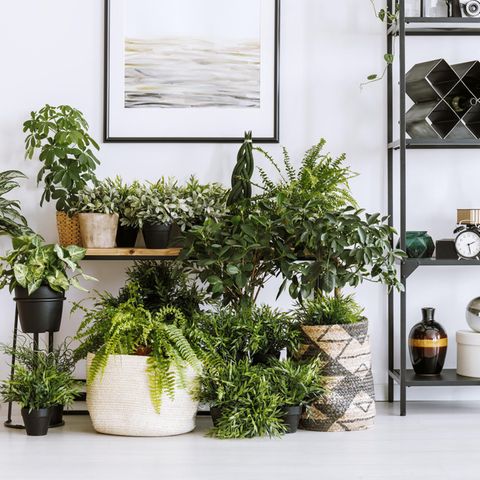 Schöne Zimmerpflanzen beleben Ihr Zuhause.