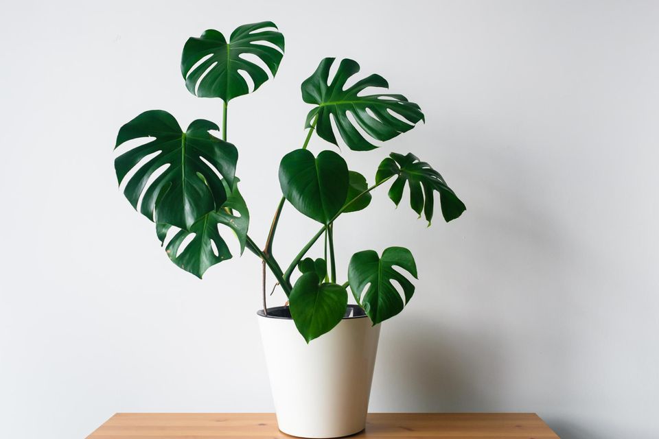 Schöne Zimmerpflanzen: Monstera steht im Topf auf einem Tisch. Schöne Zimmerpflanzen: Monstera steht im Topf auf einem Tisch.