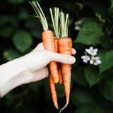 Wer seinen Körper mit Glow-Foods versorgen will, sollte unbedingt zu Karotten greifen. Das orangefarbene Gemüse gehört zu den Klassikern für schöne Haut. Sein Geheimnis: jede Menge Betacarotin. Der Pflanzenfarbstoff verleiht nicht nur den Karotten eine satte Farbe, sondern lässt auch den Teint des Essers schön erstrahlen.