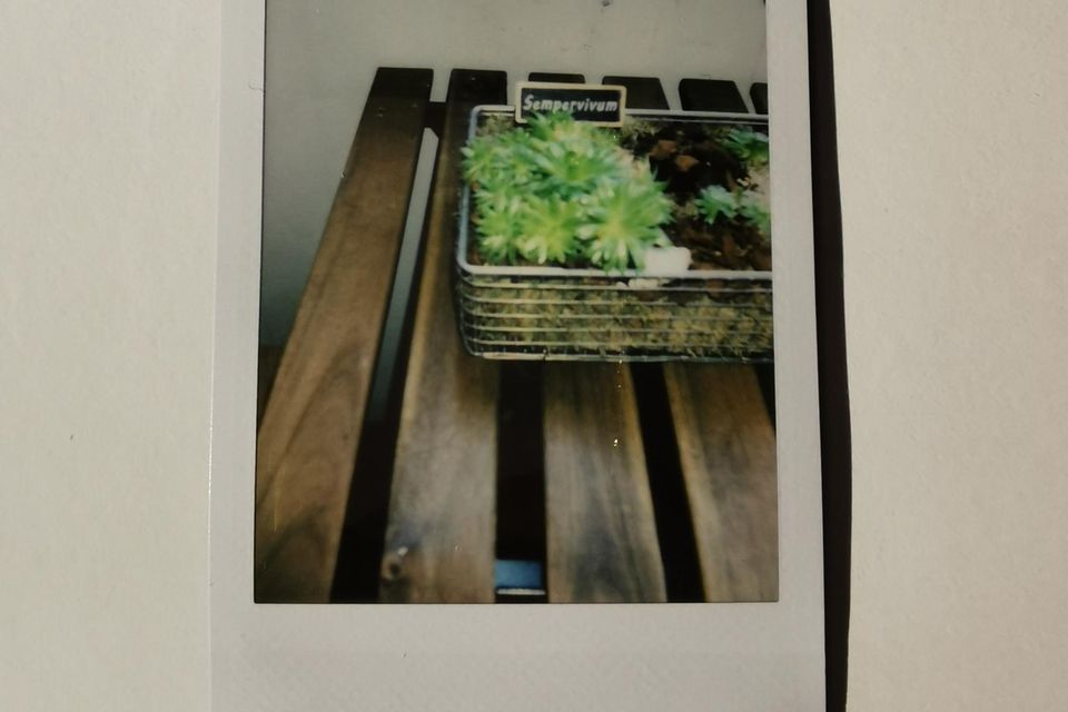 Polaroidkamerabild, Sempervivum Polaroidkamerabild, Sempervivum