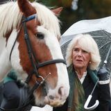 Herzogin Camilla ist bekanntlich eine Pferdenärrin und so tauchen immer wieder lustige Schnappschüsse mit ihr und den Vierbeinern auf. Bei ihrem Besuch des "Ebony Horse Club" im Stadtviertel Brixton in London beäugt Camilla skeptisch ihr tierisches Frisuren-Double. Zum Abschied flüstert sie einem der Pferde noch ein "See you later" zu. 