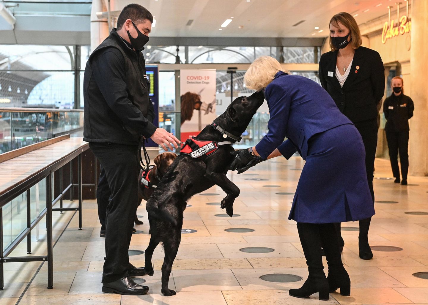 Bei ihrem Besuch der "British Transport Police" und "Network Rail" am Bahnhof Paddington, bekommt Herzogin Camilla von diesem "Medical Detection Dog" einen feuchten Begrüßungskuss. 