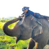 Nicht nur Hunde und Pferde haben es der Tochter von König Maha Vajiralongkorn angetan, sondern auch Elefanten. Mutig setzt sie sich auf einen drauf und postet den Schnappschuss von ihr auf Instagram. 